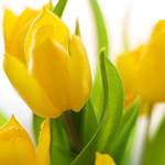 The Spring Collective Module